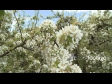 Blossom 3 1350